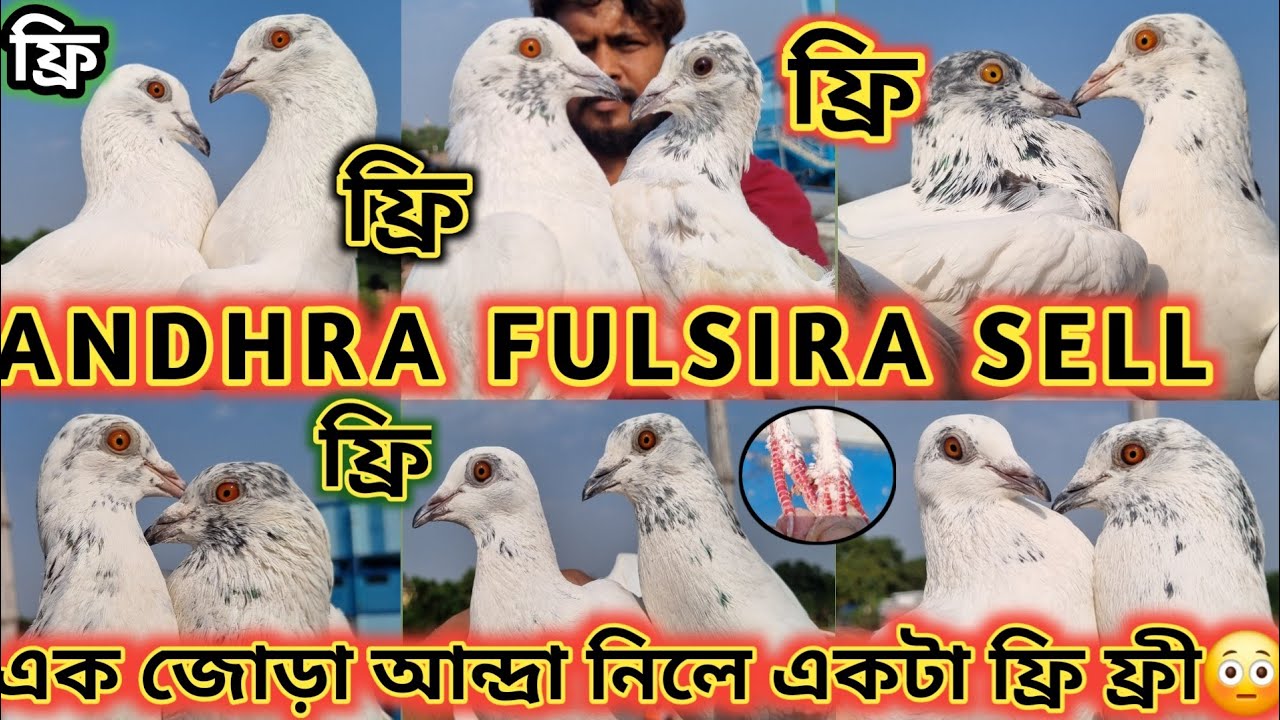 😳 কম্পিটিশনে ওরা পায়রা সেল 💥 আন্দ্রা ফুল শিরা LOFT বিক্রয় 😳 একজোড়া নিলে একটা ফ্রী ফ্রি 😳😳