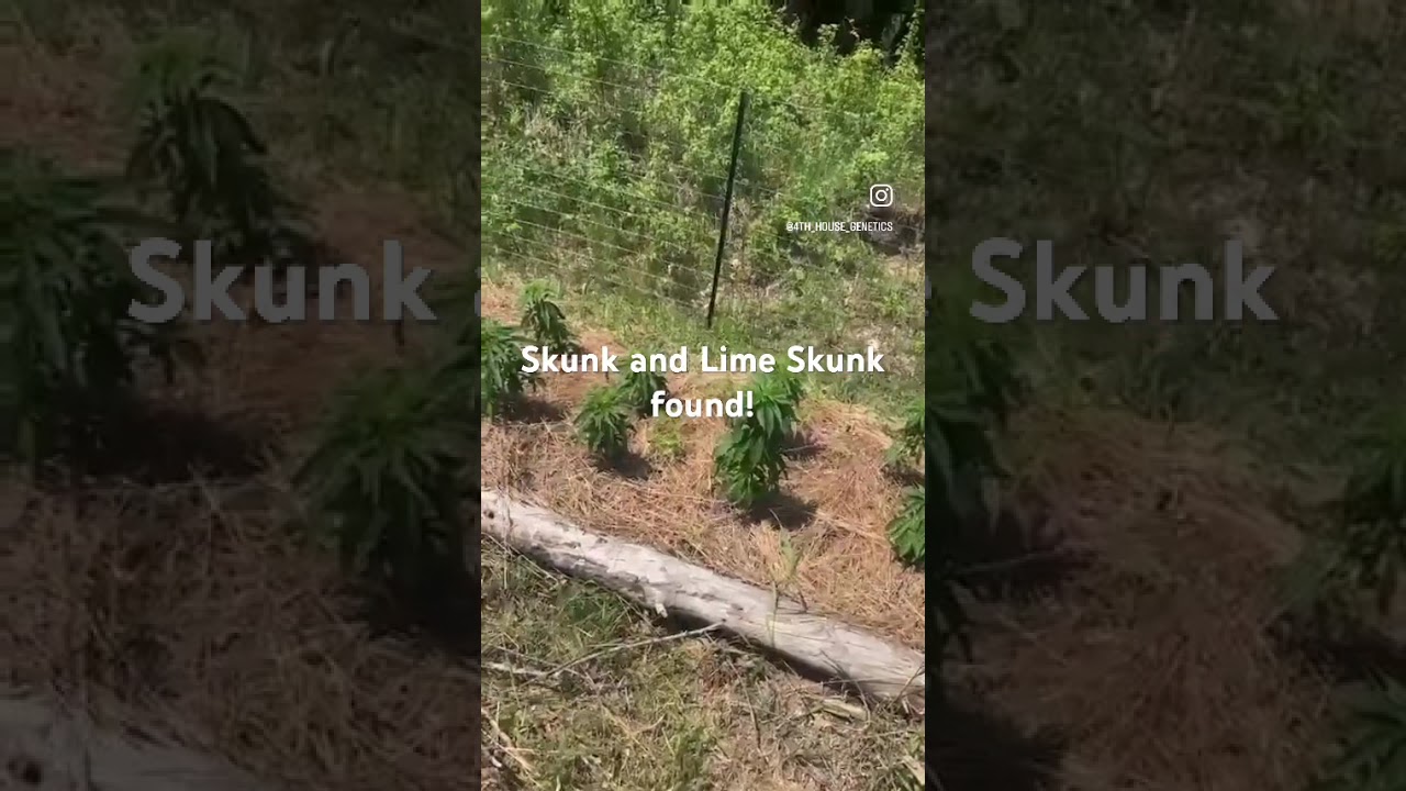 Skunk and Lime Skunk found in outdoor selections