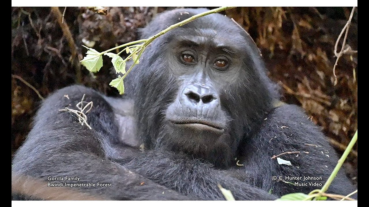 Silverback Gorilla & chimpanzee Trek
