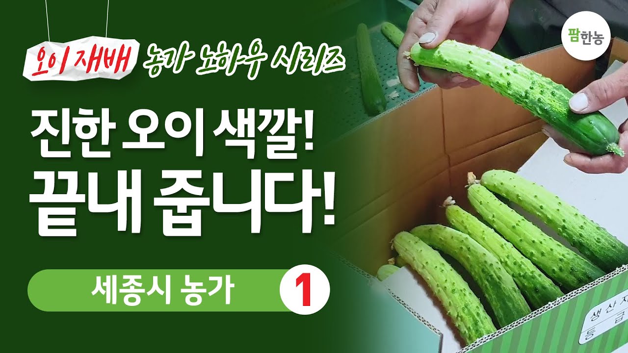 백다다기오이 재배 농가 노하우(세종 1편)