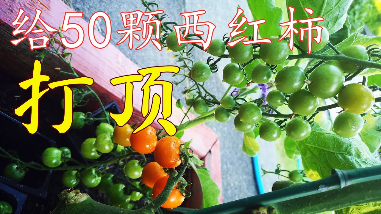 50颗西红柿/番茄打顶, 什么时候打顶？留多少穗？随便撒一把种子就能长