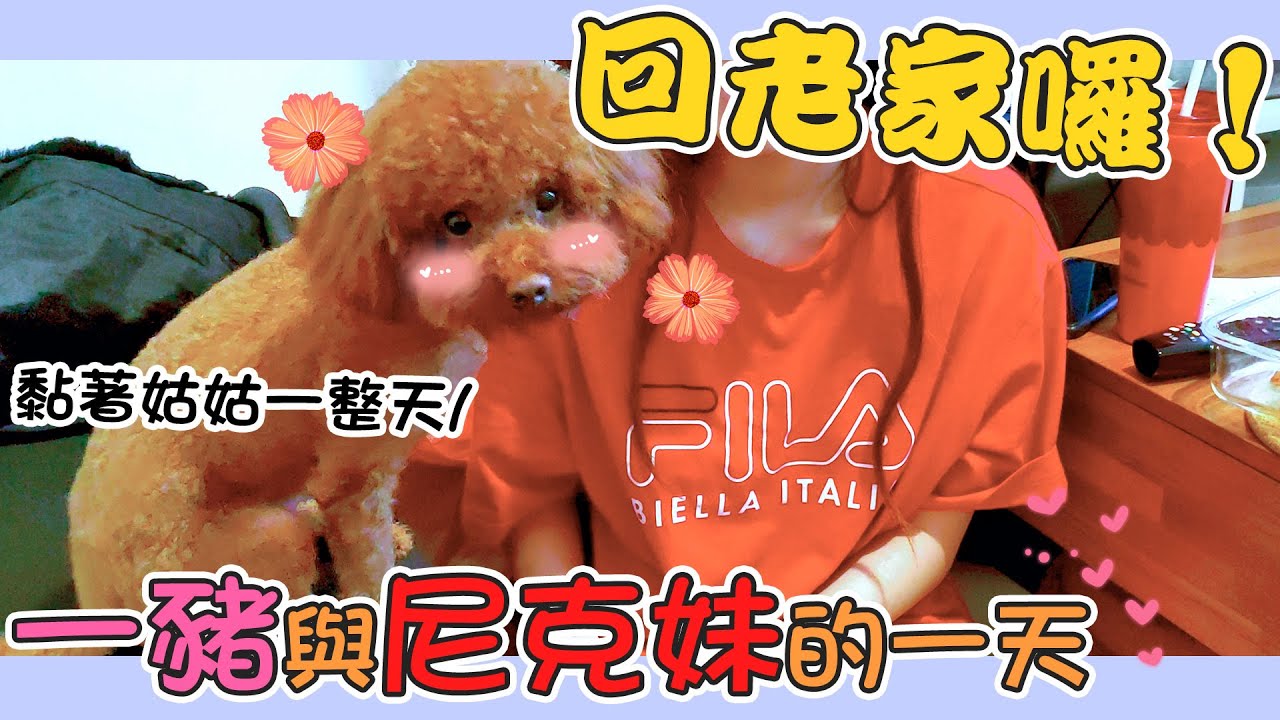 一豬小公主｜回老家囉！一豬與尼克妹的一天