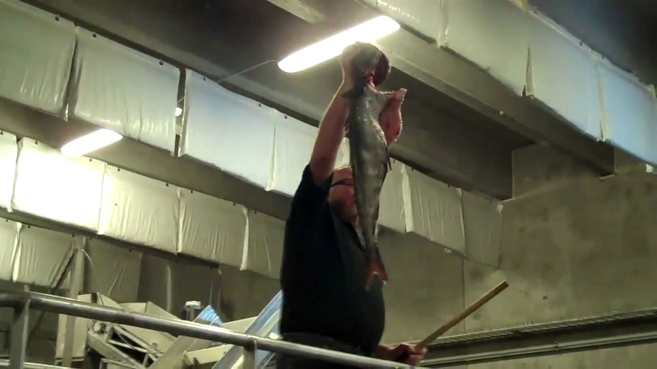 Fiskeauktion Thyboroen