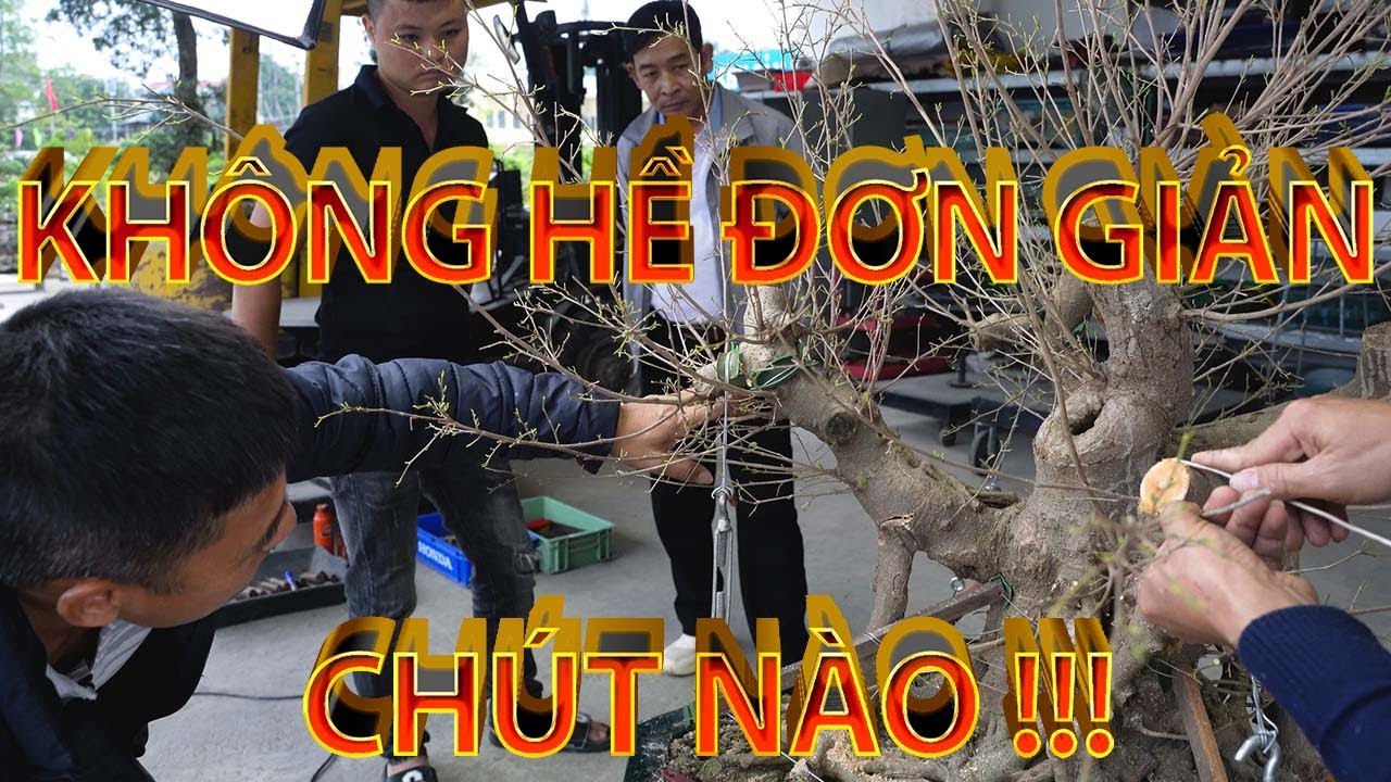 NAMLE ĐẦU XUÂN NĂM MỚI ! CHỈNH SỬA MỘT CỐT SANH NHIỀU THÂN CỦA ANH 