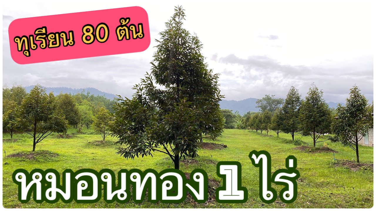 LDC-00122 #ทุเรียนหมอนทอง 1 ไร่ 80 ต้น🌿บ้านสวนสุขใจวัยเกษียณ✨🌳🏡 ต.จันทเขลม อ.เขาคิชฌกูฏ จันทบุรี✨