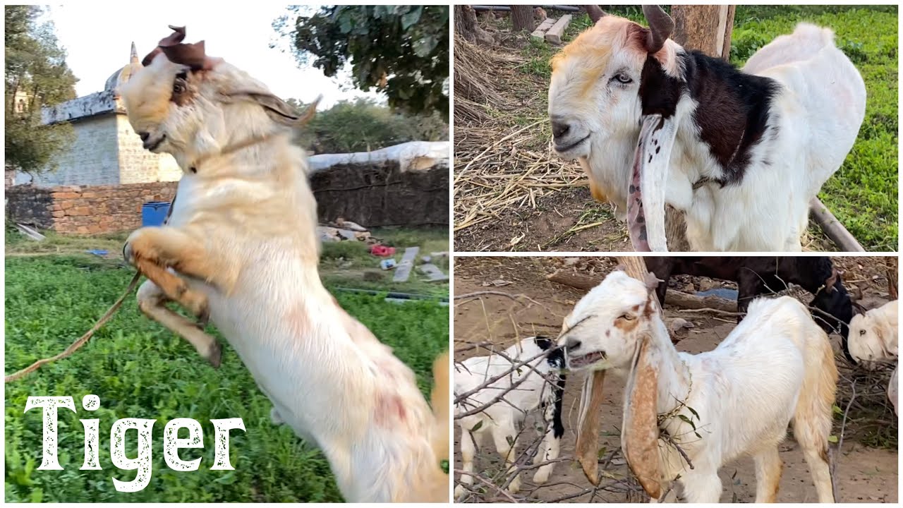 Kota Jungle Goat Series Part 32 | Rakesh Gujjar’s Tiger & Other Goats