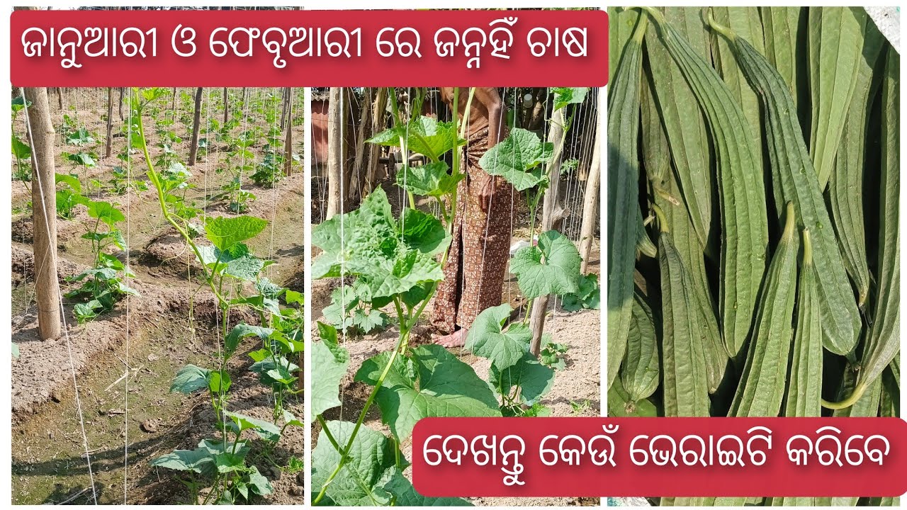 ଜାନୁଆରୀ ଓ ଫେବୃଆରୀ ରେ ଜନ୍ନହିଁ ଚାଷ ! ଦେଖନ୍ତୁ ଏହି ଭିଡ଼ିଓ ରେ 