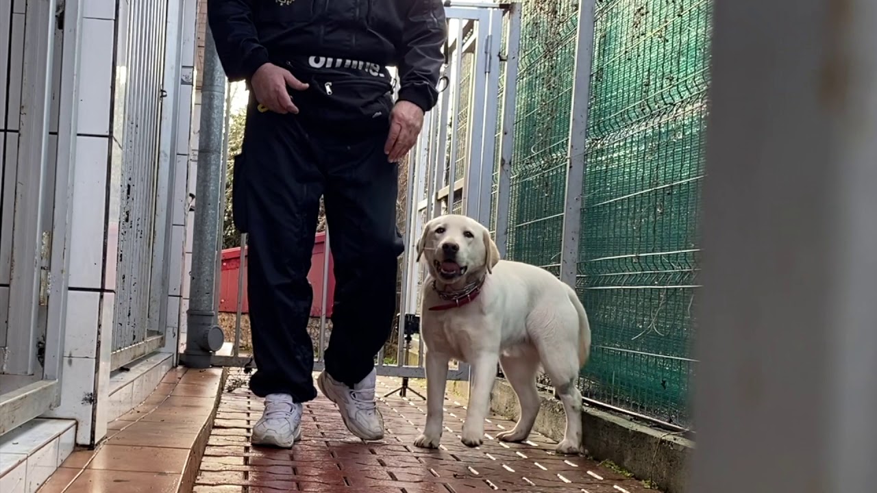 Blitz 8 luni - trage f tare in lesa ,sare pa stapani ,apuca de haine...musca lesa ,distruge tot