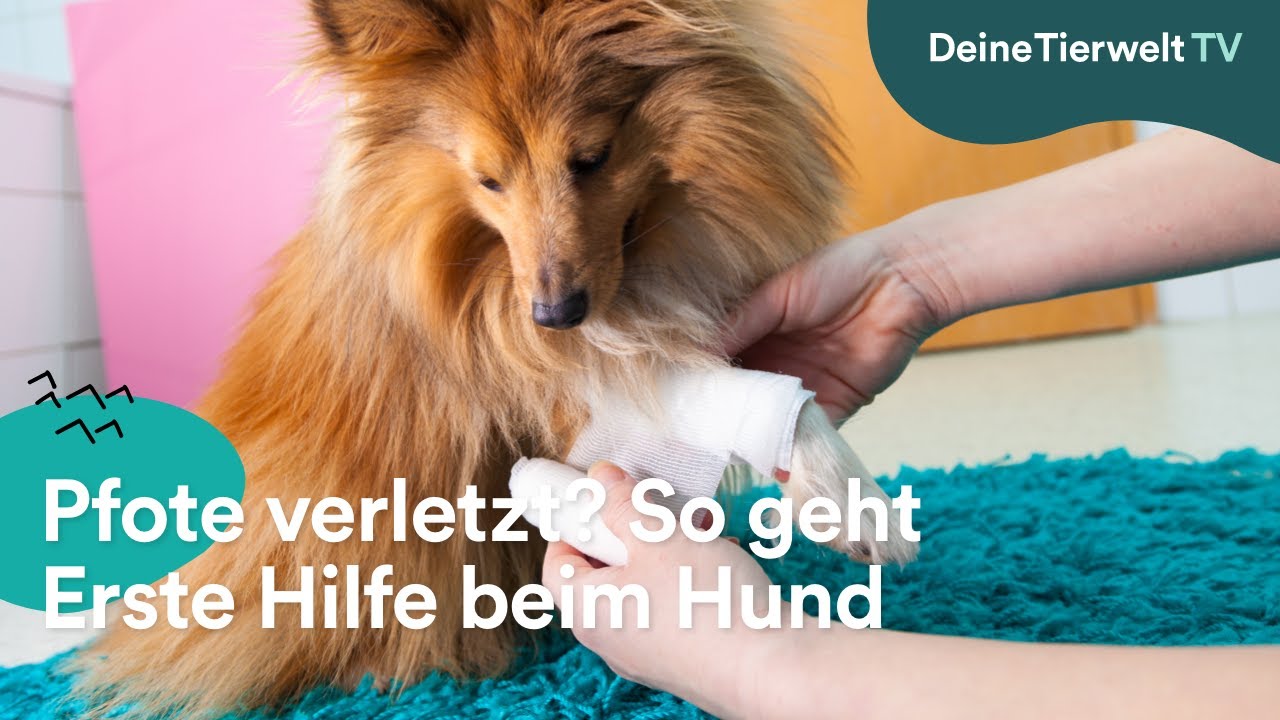 Pfote verletzt? So geht Erste Hilfe beim Hund
