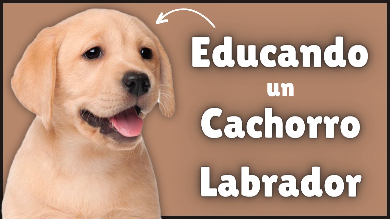 C&oacute;mo EDUCAR A Un Labrador Retriever Cachorro (De 3 meses!)