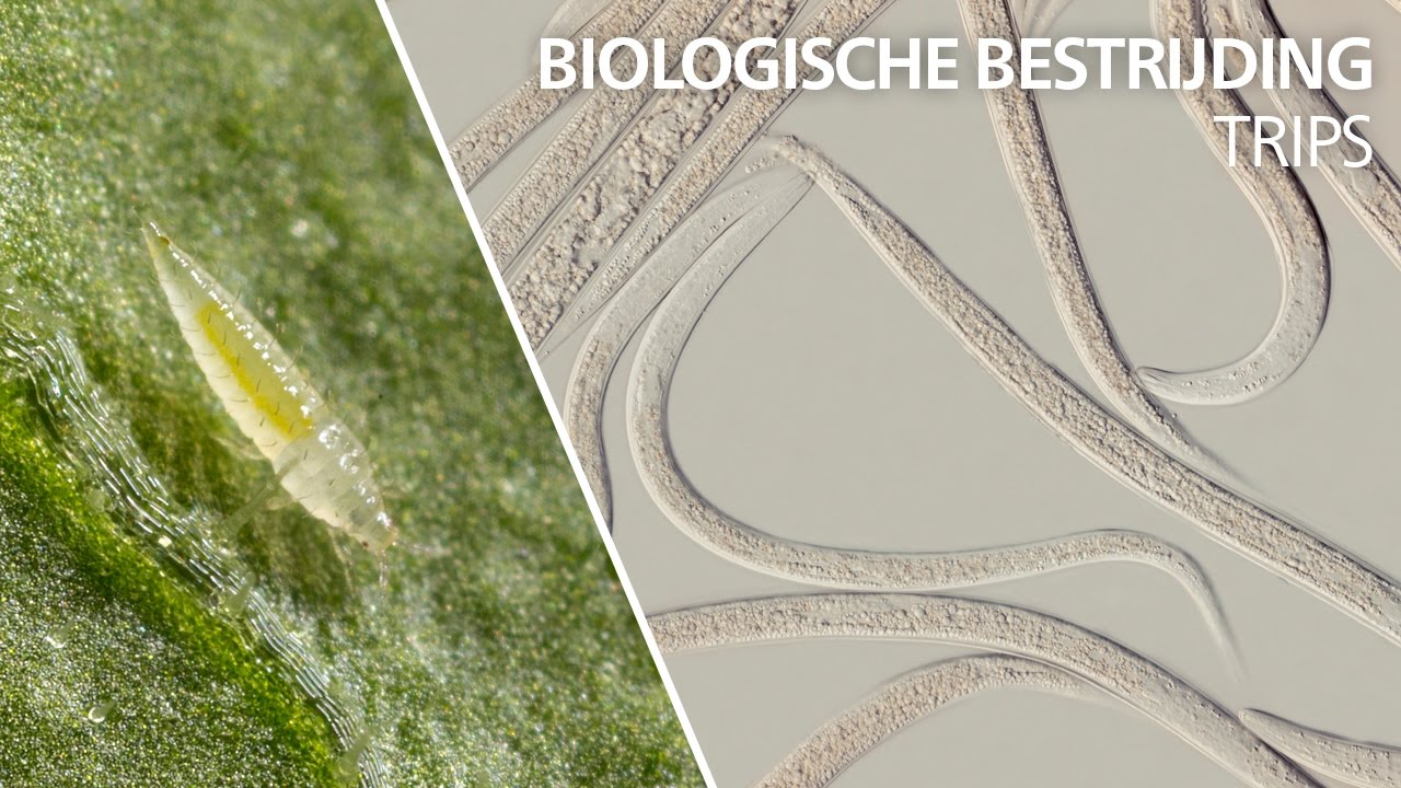 Trips bestrijding - Steinernema feltiae