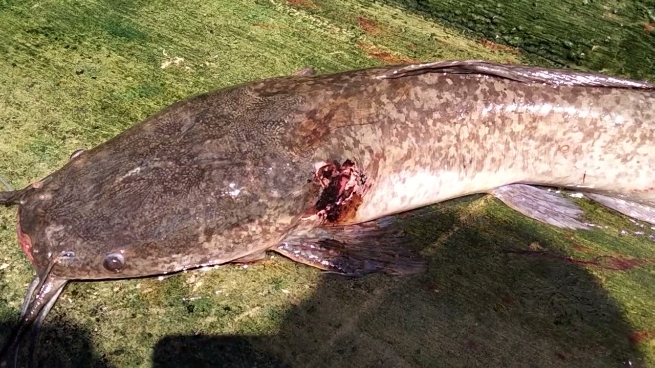 Methods of applying medication to fish #fishmedication