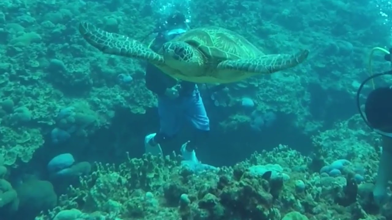 Happy Ocean Energy Flow Underwater 🌊