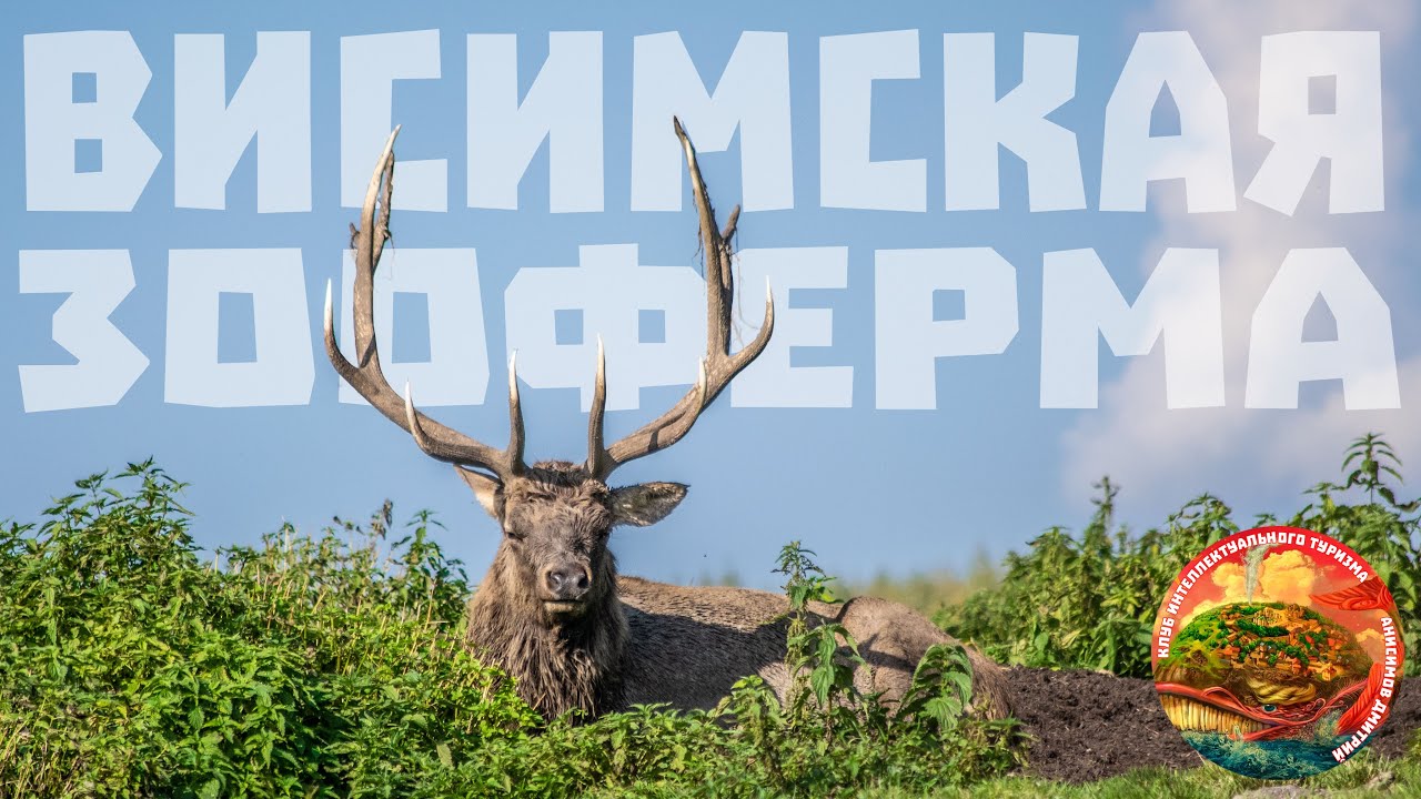 Висимская зооферма или мараловая ферма в поселке Висим, олени, лошади, страусы, хаски, павлины и пр.