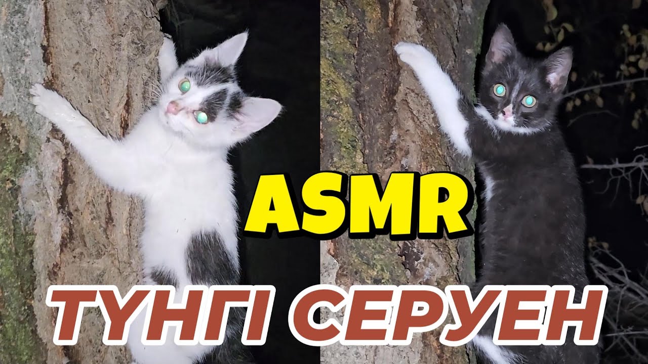 Неге діни АСМР видео шығармай қойдым? / Түнгі серуен / Ауыл атмосферасы / Сыбырлаған дауыс / ASMR