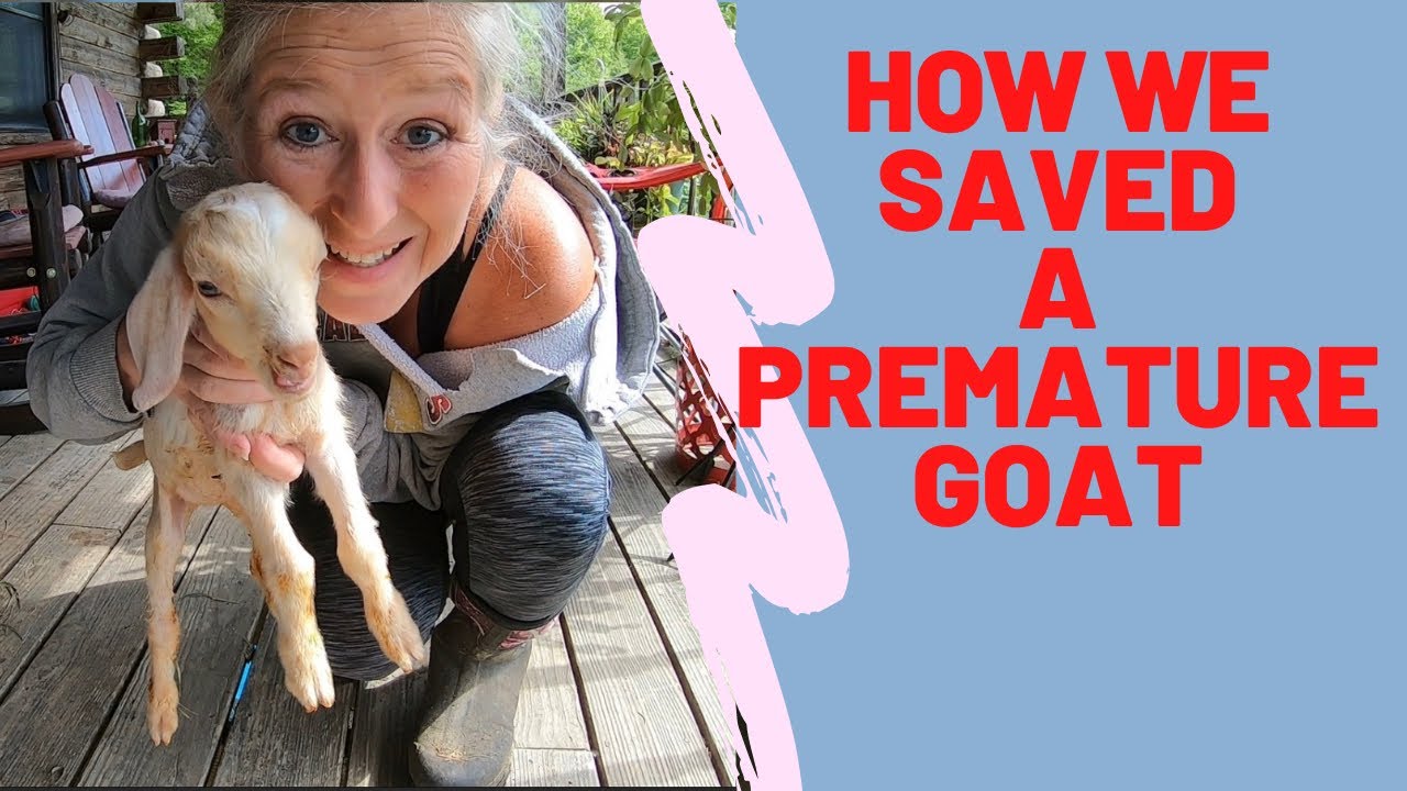 A Premature goat born /How we saved her