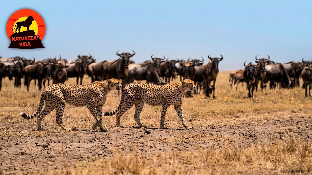SERENGETI SELVAGEM | Arena de Fogo dos Predadores #animaisselvagens | Natureza Vida