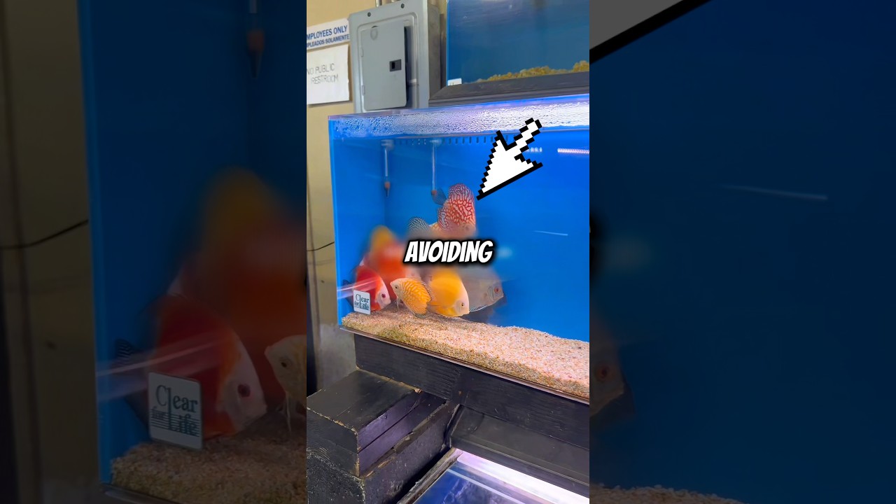 90% не могли предвидеть ЭТО @mandyretsuko #shortsviral #fish #kylokpi