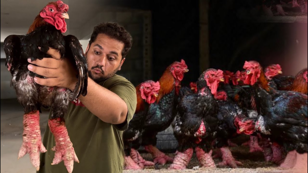 Dongtong Chicken Dragen Lugs, Hen Farming, Fancy Murgi, Hen Hatching Chicks, Hsn Entertainment