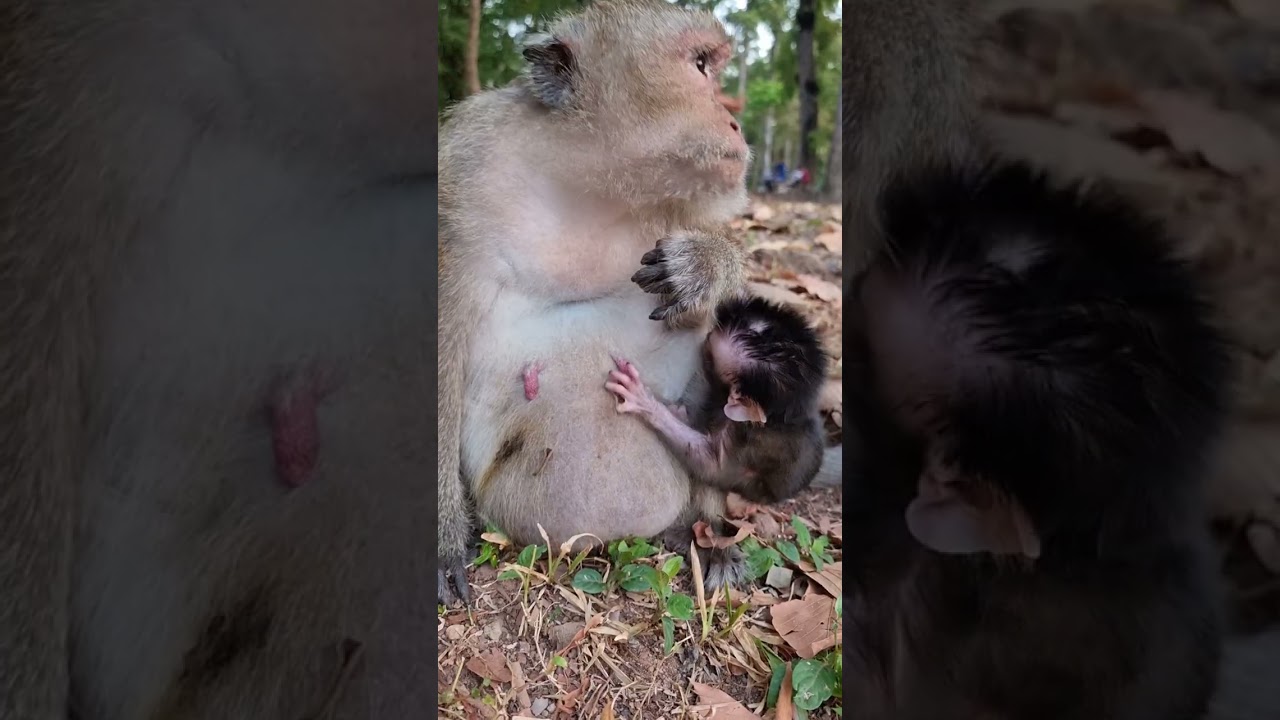 Lovely baby monkey & real mom to care #shorts