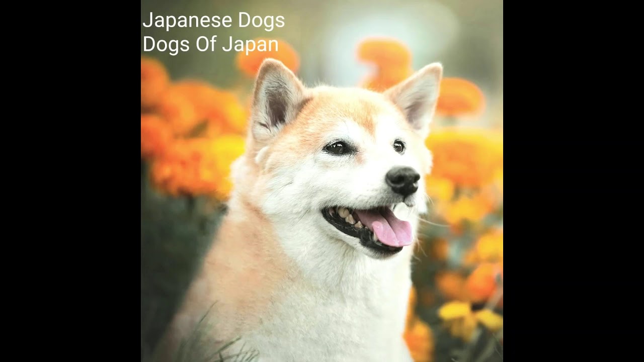 Japanese Dogs- Lockerungen