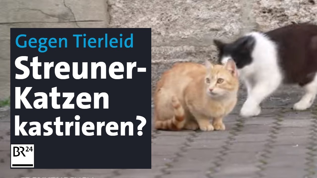 Kastration f&uuml;r streunende Katzen &ndash; Tierschutzprojekt will &uuml;berzeugen und &uuml;bernimmt Kosten | BR24