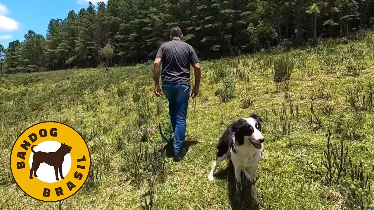 VÍNCULO HIERÁRQUICO com um Border Collie no sítio do Jairo Teixeira
