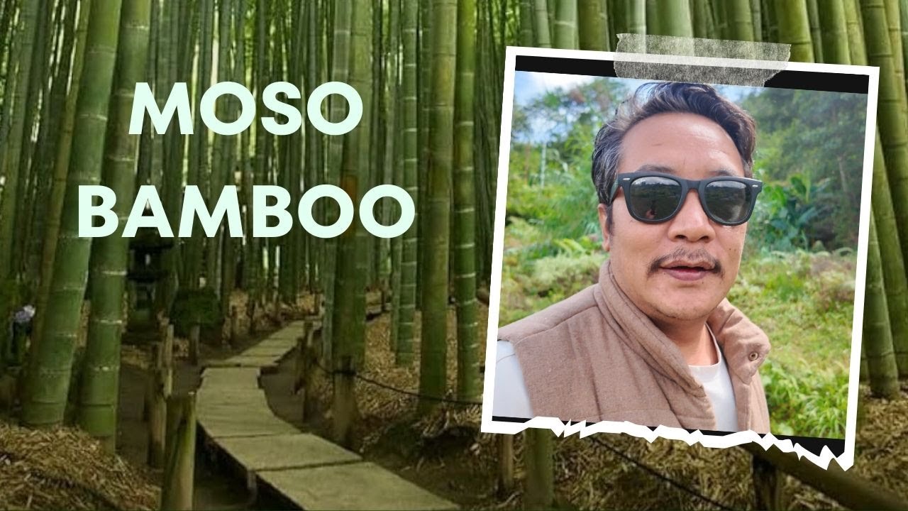 “Top 10 Reasons to Grow Moso Bamboo in Nepal |”मोसो ब्यामबो लगाउन पर्ने दश कारणहरु