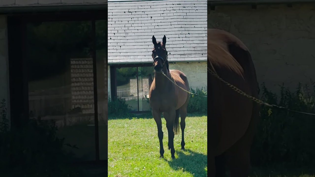 Cheval à vendre - Poulain mâle par Diamant de Semilly - equirodi.com