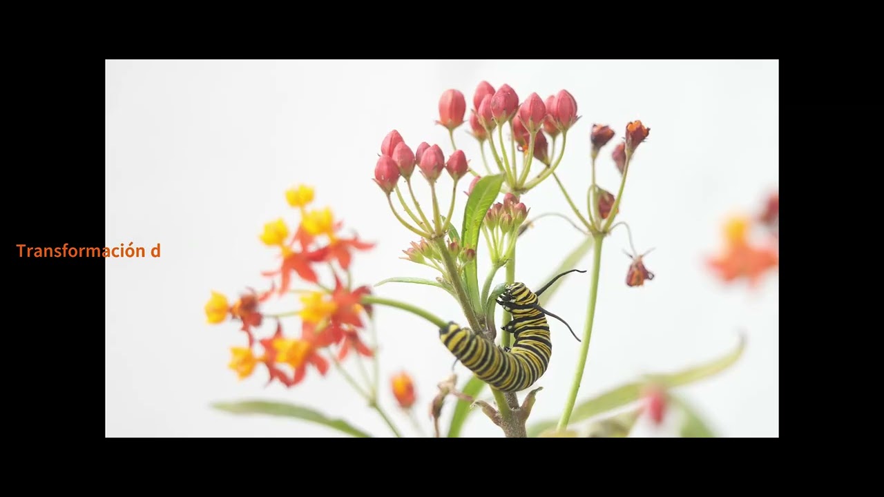 De oruga a mariposa