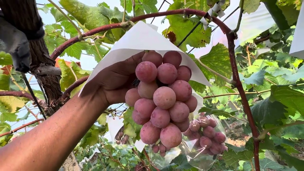 クイーンニーナ