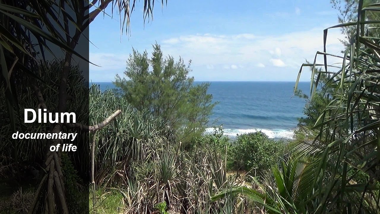 Beach sheoak (Casuarina equisetifolia) - part 1