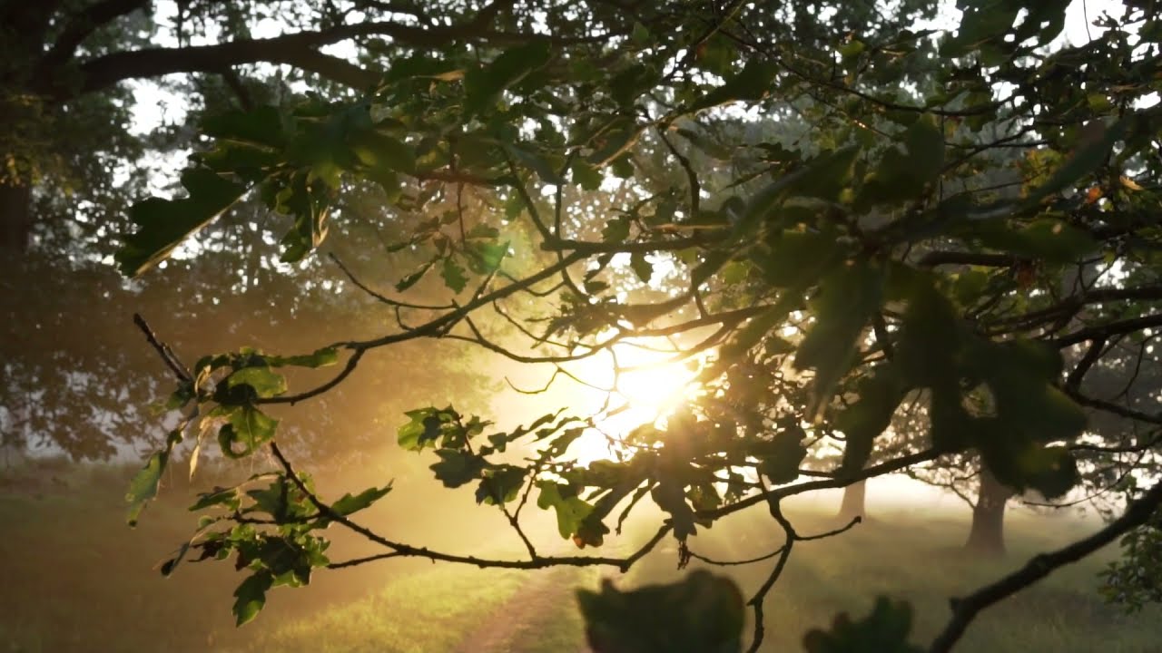 Trees, Fog, Forest, Light, Sun, Sunrise footage video