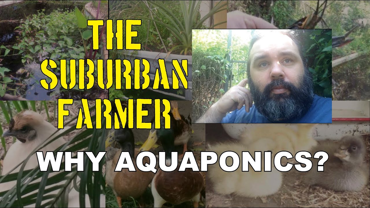 Suburban Farmer #3   Why Aquaponics?