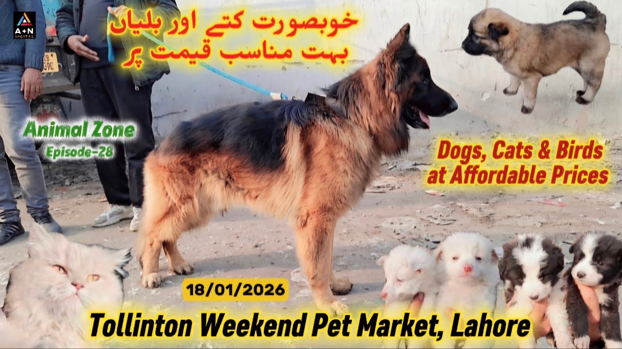 Dogs and Cats at Affordable Prices (Tollinton Pet Market Lahore Latest Update 18/01/2026) AZ-28