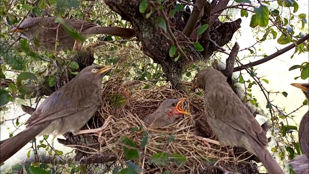 Jungli babbler babies voice | Common Babblers Nest Video | Babblers Feeding Little Baby