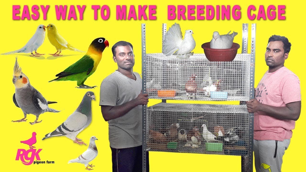 HOW TO MAKE BREEDING CAGE AT HOME