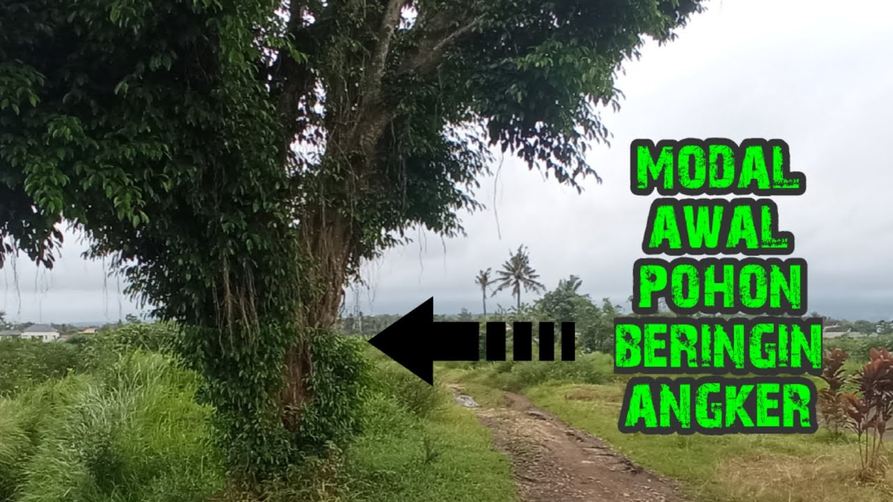 cara punya bonsai beringin langsung berkarakter dan besar.