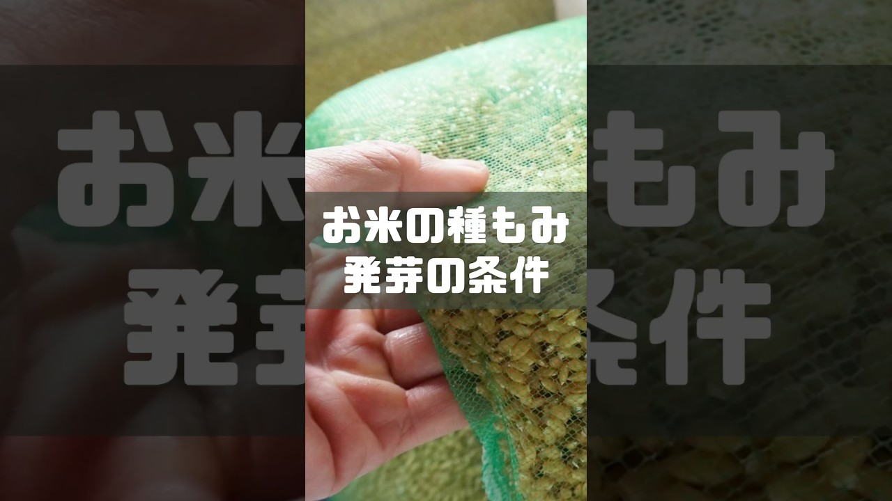 お米の種もみ 発芽の条件