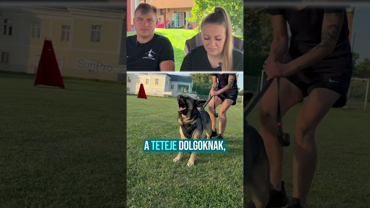 Honnan tudod hogy f&eacute;l a kuty&aacute;d?