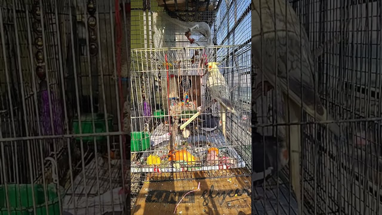 ShonaTheCockatiel  is live