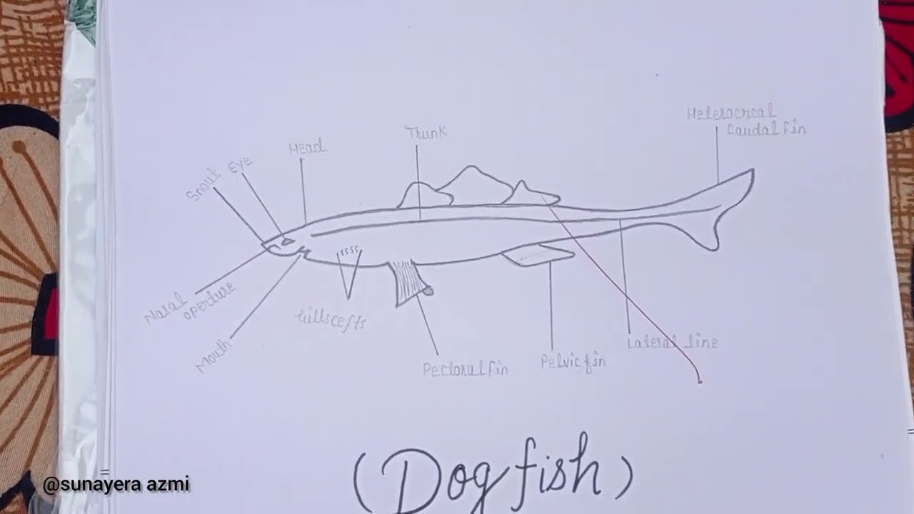 कक्षा 12 वाले जीव विज्ञान की फाइल कैसे बनाएं || Class 12th Biology Practical Exam file 2025📚#biology
