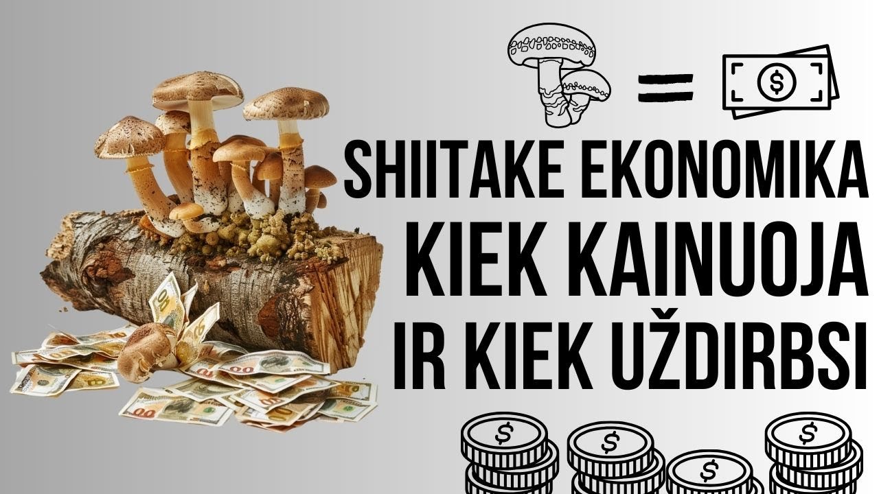 Shiitake auginimo ekonomika. Kiek galima gauti pajamų ir kiek kainuoja pasiruošti auginimui