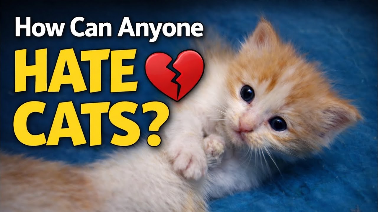 This Kitten Can Make Anyone Love Cats 🐾💗 