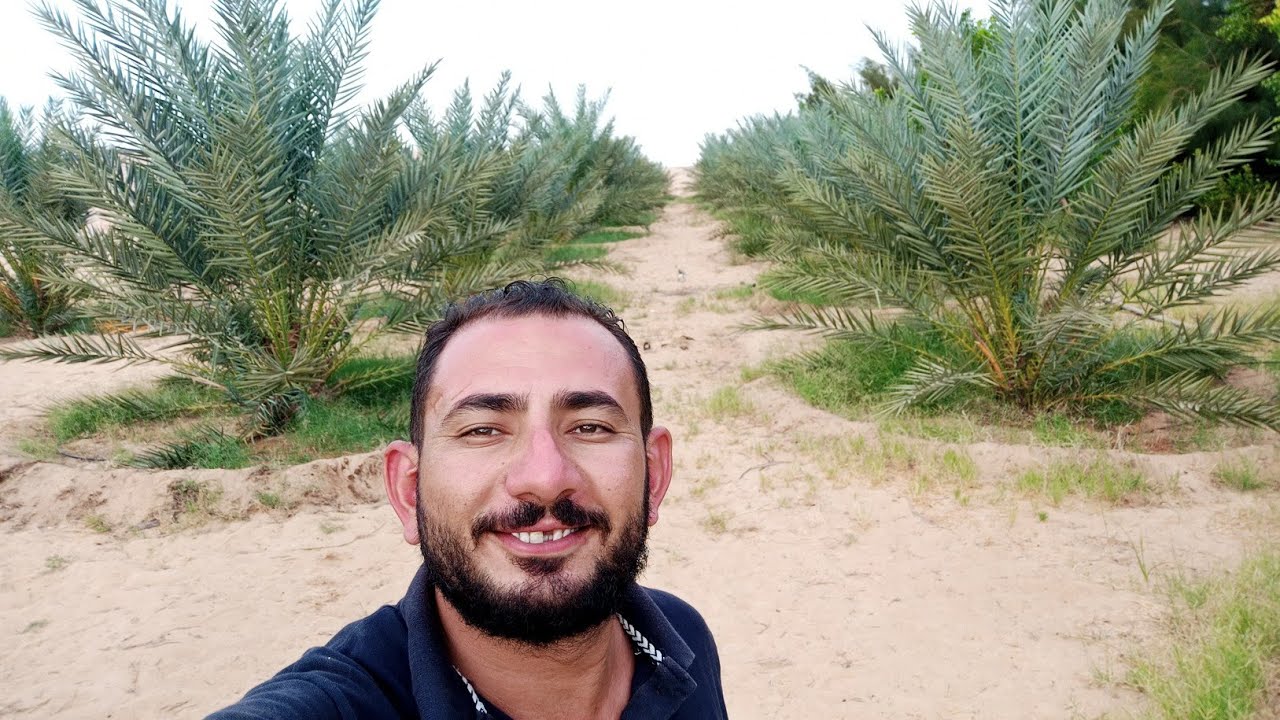 ما هي أهم الزراعات الناجحة في الواحات البحرية ؟