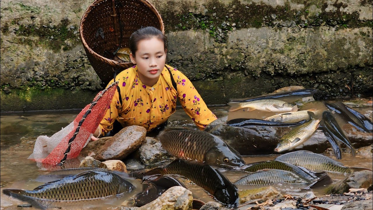 How to catch giant fish to sell in the village - Rice harvesting for hire l Lý Thị Sai