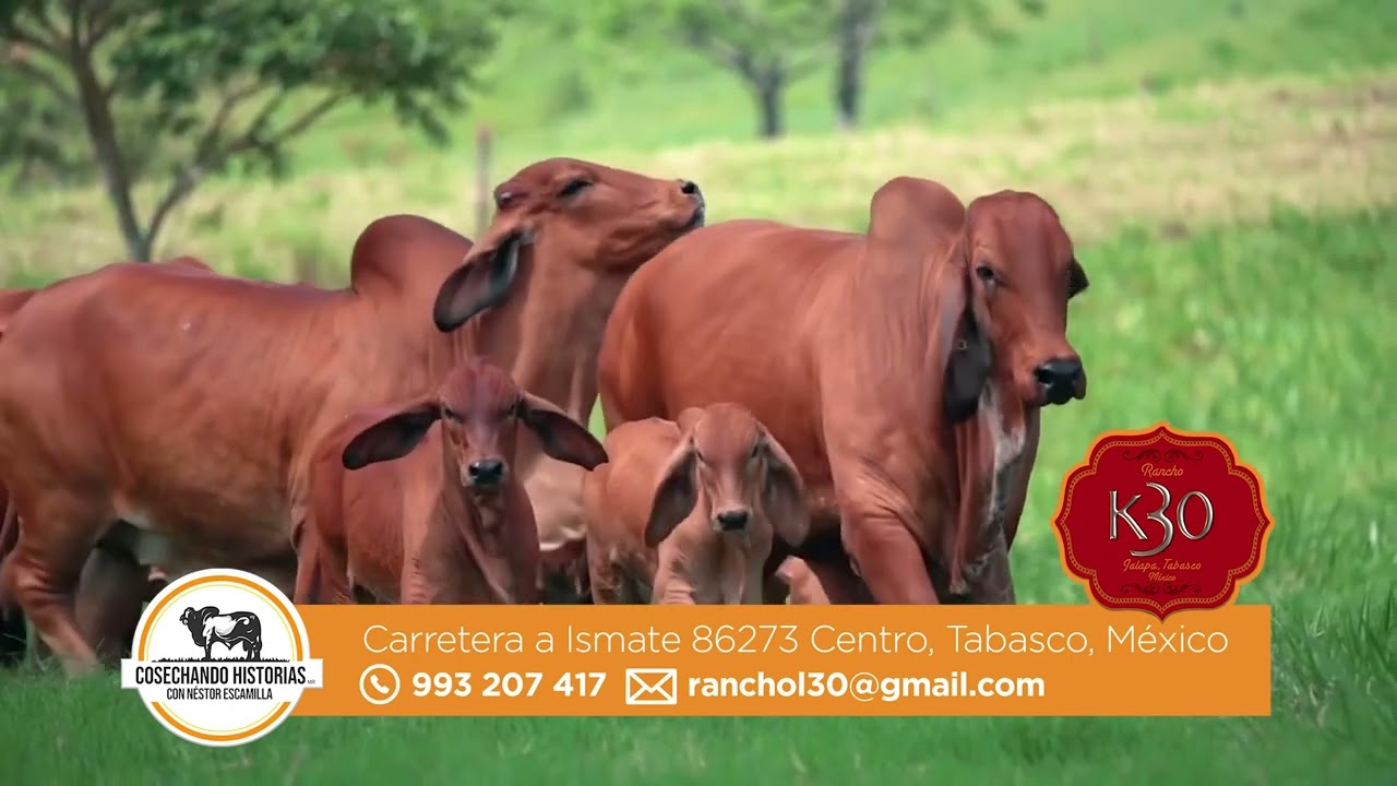 RANCHO K30/ BRAHMAN ROJO CEREZA; LOS SECRETOS DE UNA BUENA SELECCIÓN DE HEMBRAS.