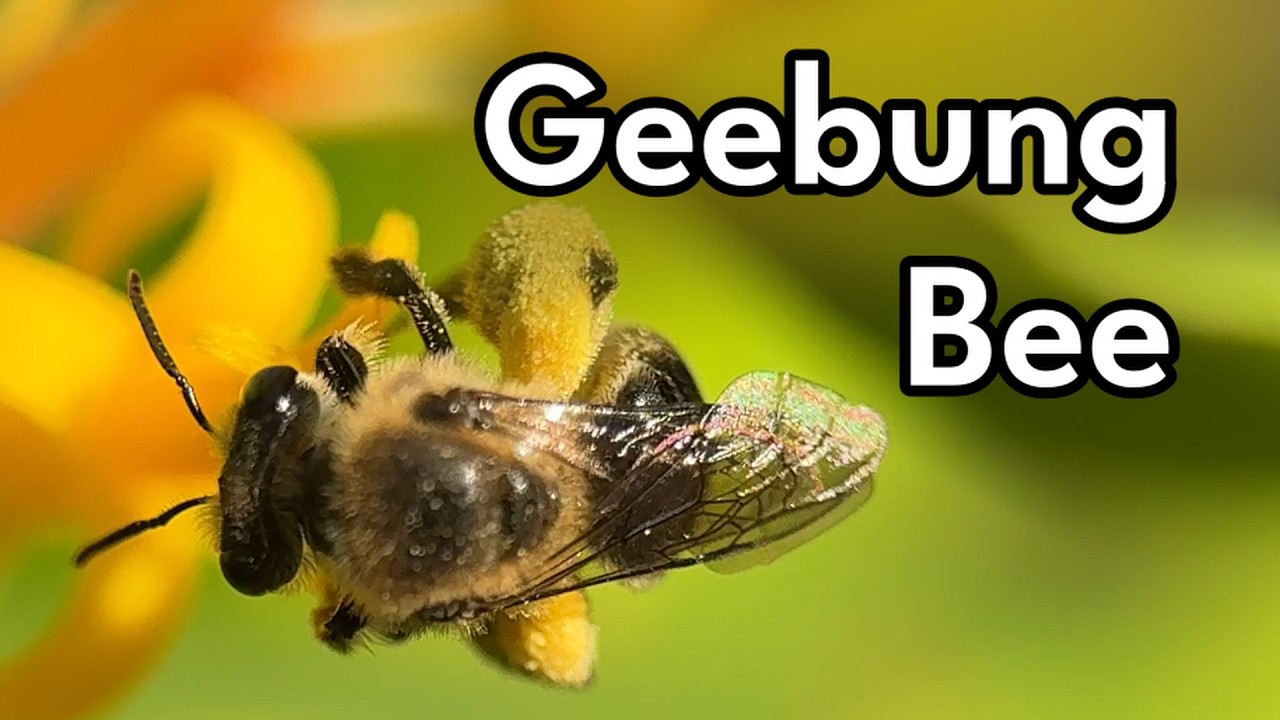 Geebung Bee - Evolution of a Specialist Pollinator