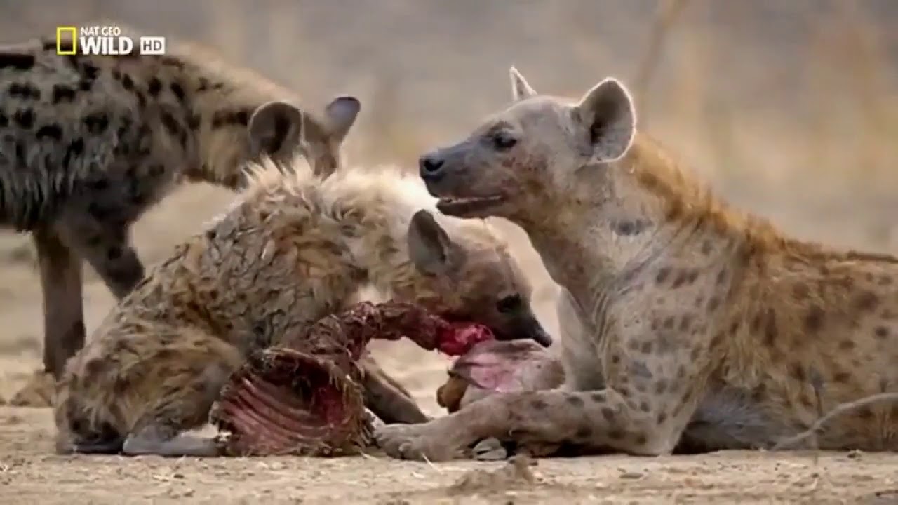 A Herdeira Do CL&atilde; de Hienas - Document&aacute;rio dublado completo HD