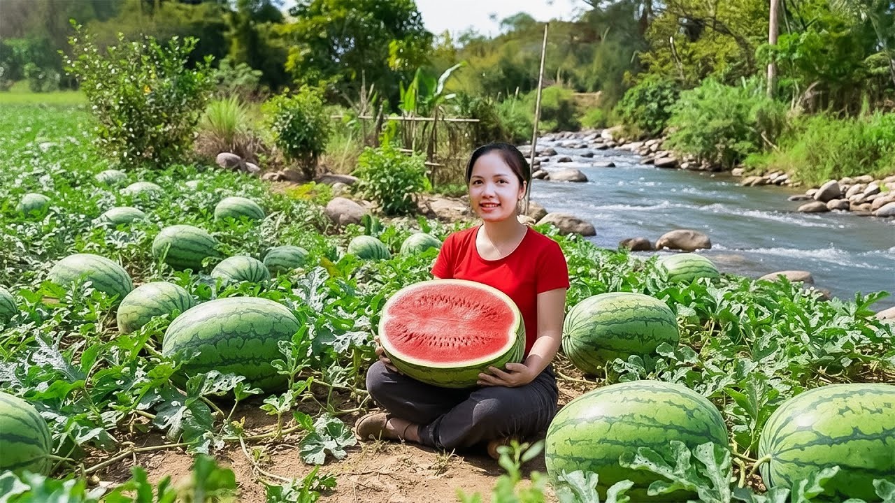 How to Harvesting 1000+Kg Watermelon Goes To Market Sell, Vegetable Garden Care